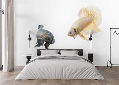 betta fish Wall mural