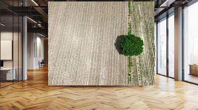 Agriculture Fileds aerial view Thailand countryside		 Wall mural