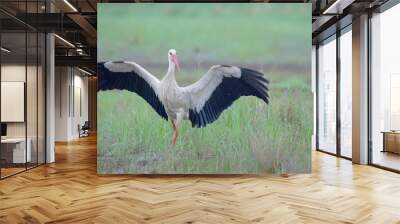 White stork bird in spring meadow Wall mural