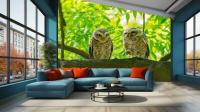 Two spotted owls perched on a tree Wall mural