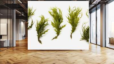 seaweed set of design elements on white background. Wall mural