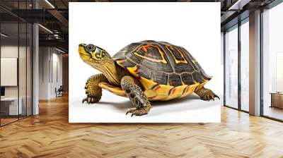 turtle on a white background isolated. Wall mural