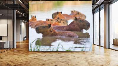 Group of capybaras resting in a water well Wall mural