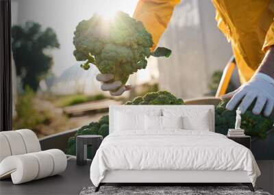 Farmer with harvest of broccoli in garden Wall mural