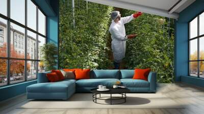 Young professional tying up green bushes in hothouse Wall mural