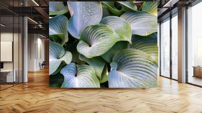 Beautiful leaves of hosta plant in the garden Wall mural