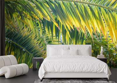 Bright green palm leaves in sun light Wall mural