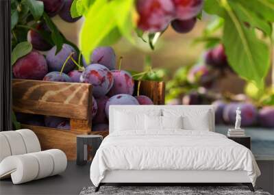 Fresh cherry plums in wooden box close Wall mural