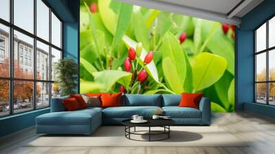 Leaves of coca plant Wall mural