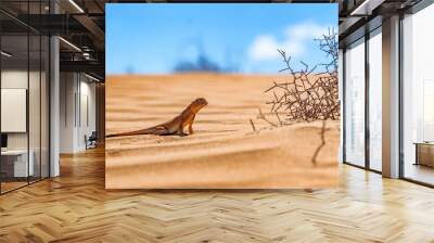 Spotted toad-headed Agama on sand close Wall mural