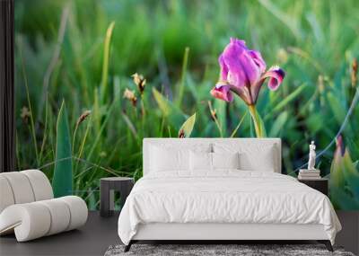 Wild purple irises Wall mural