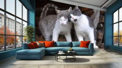 Two cute cats Wall mural