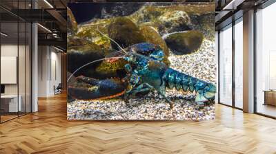 blue lobster lobster under the water crawls in the aquarium Wall mural