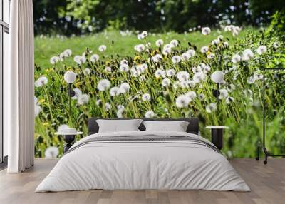 Field of white fluffy dandelions green meadow Wall mural