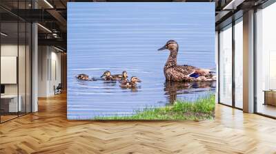 A mother mallard is taking care of her ducklings in summer Wall mural