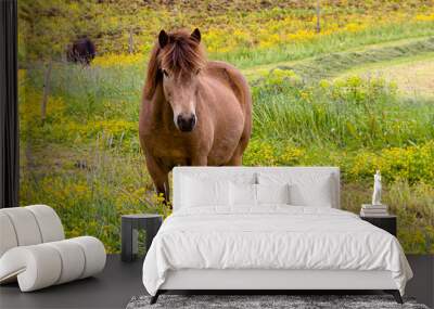 Beautiful brown horse on the green field in Iceland	 Wall mural