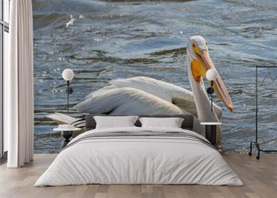 Close-up of an American white pelican Wall mural