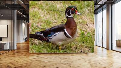 Close up portrait of colorful male wood duck on on grass during spring time Wall mural