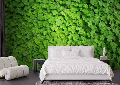 clover leaf background Wall mural