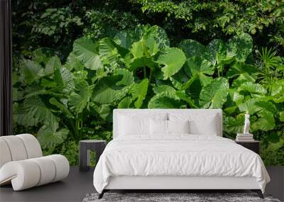 Green fresh leaves nature background Wall mural