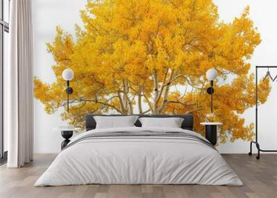 A Single Aspen Tree With Golden Leaves in Autumn Wall mural