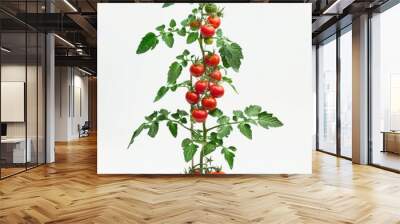 Small Red Tomato Plant With Ripe Fruit in a White Background Wall mural