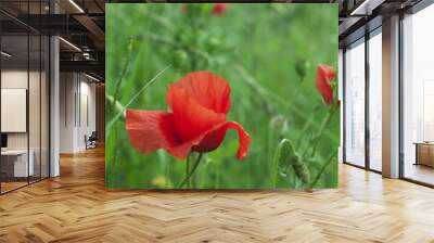 Red beautiful poppies in a green grass Wall mural