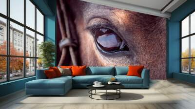 brown horse eye close-up with big eyelashes and sad smart look Wall mural