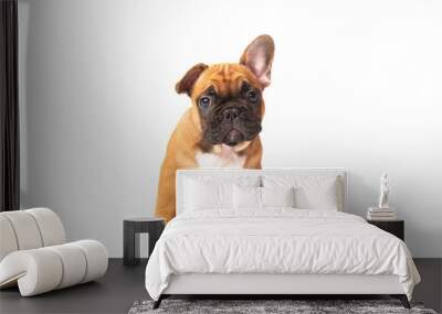 cute funny ginger french bulldog puppy sitting isolated on white background looking at the camera with place for text and copy space. funny animals concept Wall mural