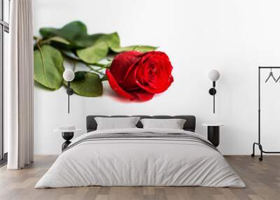 Red rose isolated on white background Wall mural