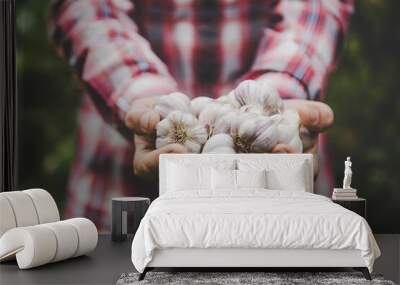 A man farmer holds a harvest of garlic in his hands. Selective focus. Wall mural