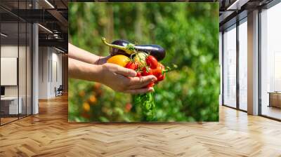 A woman is harvesting vegetables in the garden. Selective focus. Wall mural