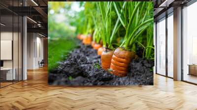 Carrot harvest in the garden. Selective focus. Wall mural