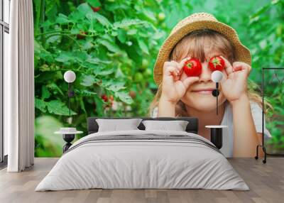 child collects a harvest of homemade tomatoes. selective focus. Wall mural