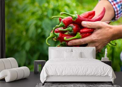 Farmer harvesting chili peppers in garden. Selective focus. Wall mural