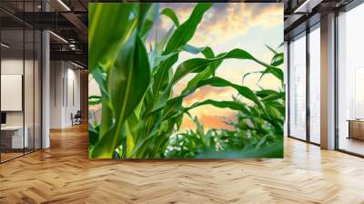 Field corn grows in the field. Selective focus. Wall mural