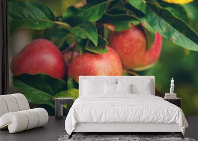 Harvest of red apples on a tree in the garden. Selective focus. Wall mural