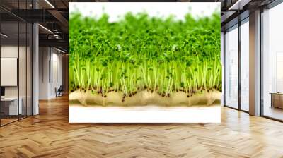 Microgreen arugula sprouts isolate on a white background. Selective focus. Wall mural