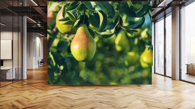 Pears grow on a tree in the garden. Selective focus. Wall mural