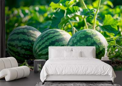 watermelon harvest on the plantation. Selective focus. Wall mural