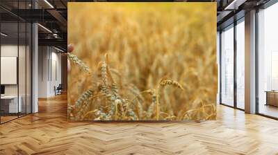 Woman in a wheat field wearing an embroidered shirt. Selective focus. Wall mural