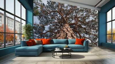 View in a tree crown from below on sunny day. Tree with green leaves and blue sky. Old pine from below Wall mural