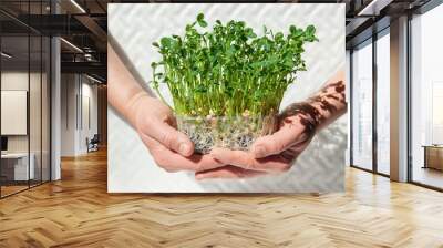 hold with two hands a box with microgreens. Sprouted sprouts of peas with roots. The stem and leaves form a shadow from the sun Wall mural