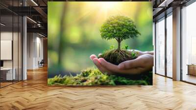 small green tree in hands, close-up, sunlight Wall mural