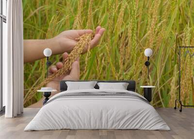 Hand of woman holding rice in paddy field Wall mural