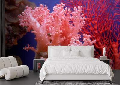 beautiful coral Wall mural