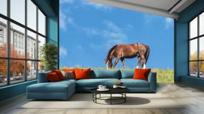 Horse grazing in the field on a sunny day Wall mural