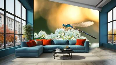 dragonfly sitting on white flowers Wall mural