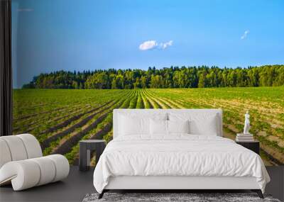 panorama rural landscape with a potato field Wall mural