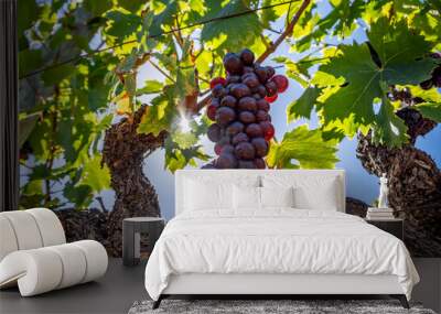 Grapes basking in the sun in Groot Constantia wine estate near Cape Town, South Africa Wall mural